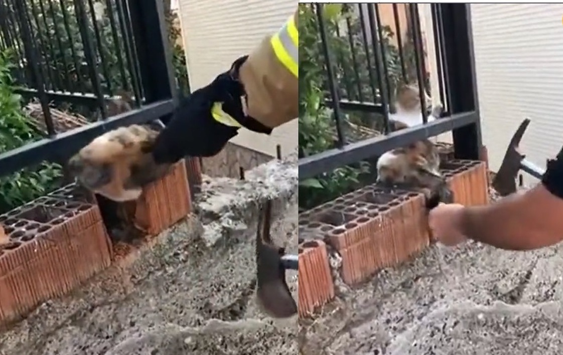 فیلم| نجات گربه گیر کرده در آجر