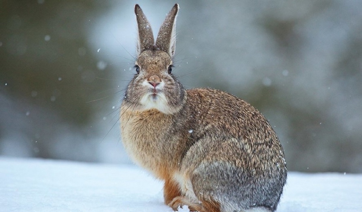 فیلم| حمله عجیب یک خرگوش به شکارچی مسلح