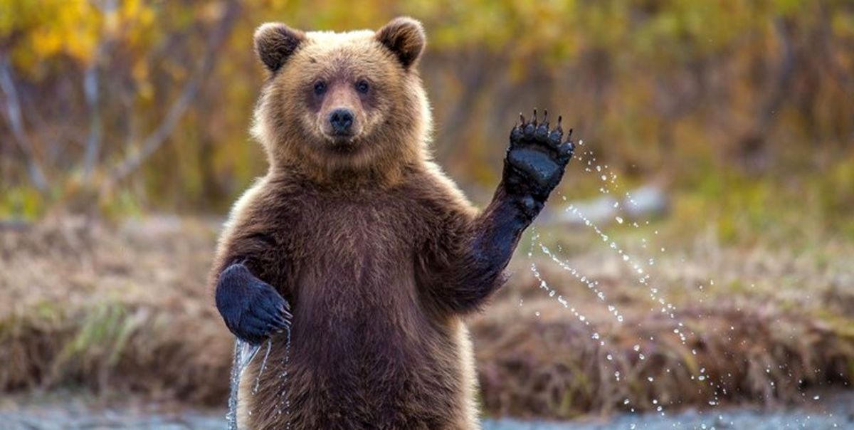 عکس| نگاه حسرت‌بار دو توله خرس مازندرانی به مادرشان