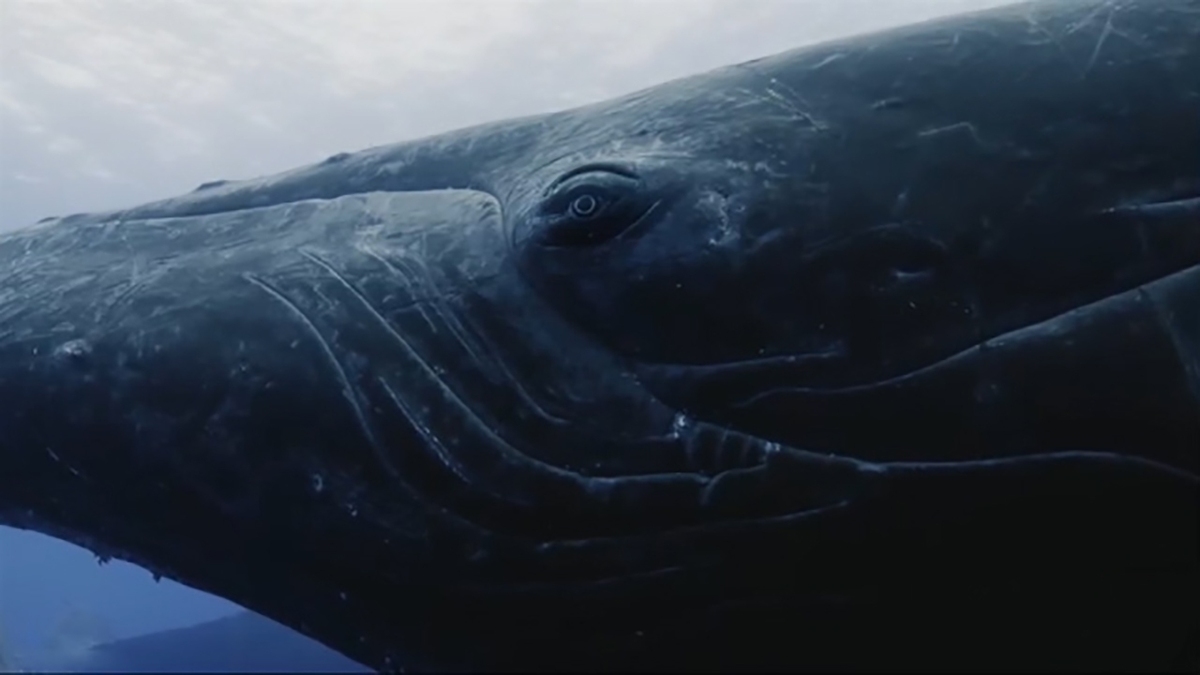 فیلم| رقابت نهنگ‌های چند تنی برای رسیدن به نهنگ ماده