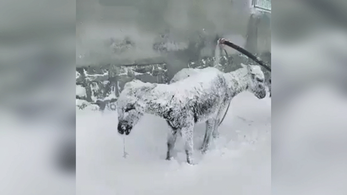 فیلم| یخ زدن الاغ‌ها از شدت سرما در ترکیه