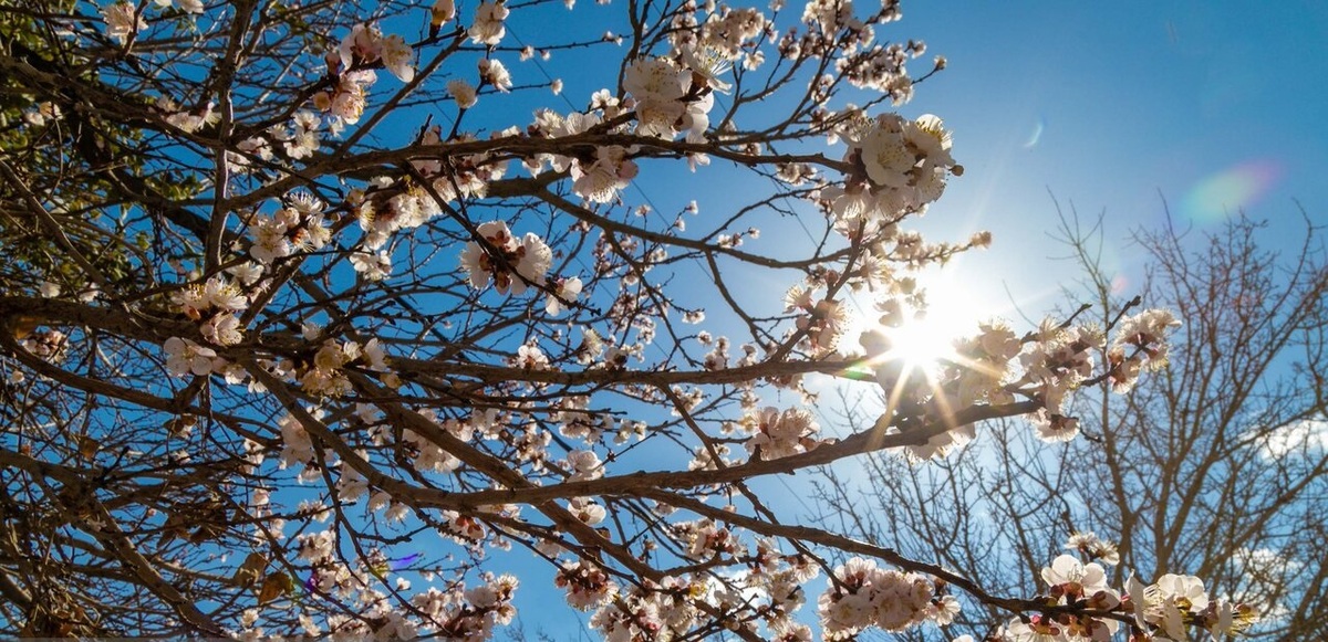 تصاویر| شکوفه‌های بهاری در باغشهر زیبای مهریز
