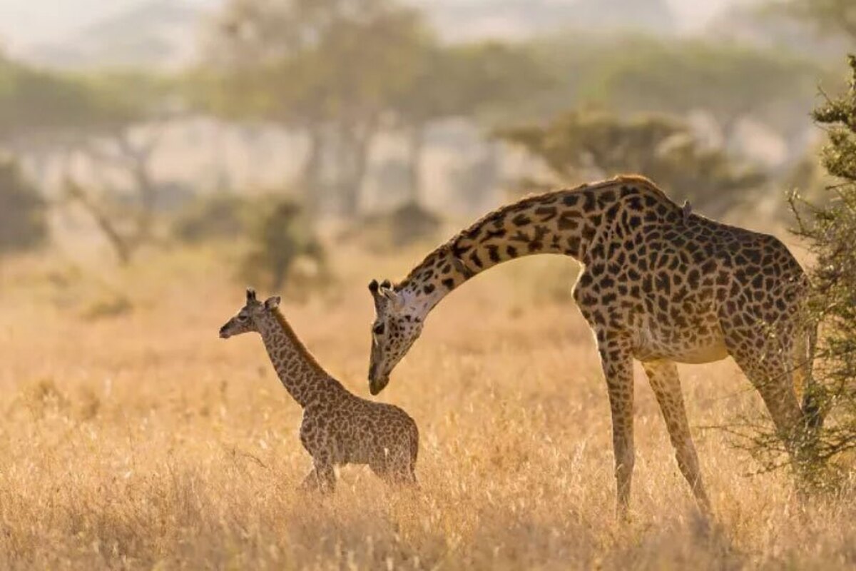 15 حقیقت جالب درباره زرافه‌ها که احتمالا نمی‌دانستید!