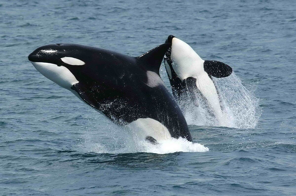 فیلم| شکار گروهی نهنگ‌های قاتل