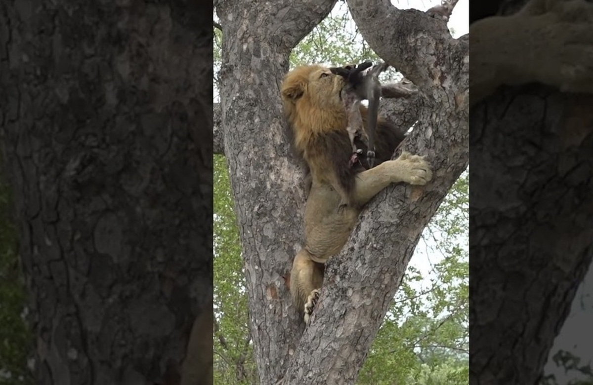 فیلم| شیر نر، لاشه روی درخت را از پلنگ بیچاره دزدید!