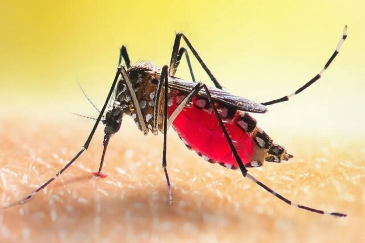 پاسخ دانشمندان به یک سوال مهم درباره پشه‌ها؛  برای نیش زدن «رادار» دارند!