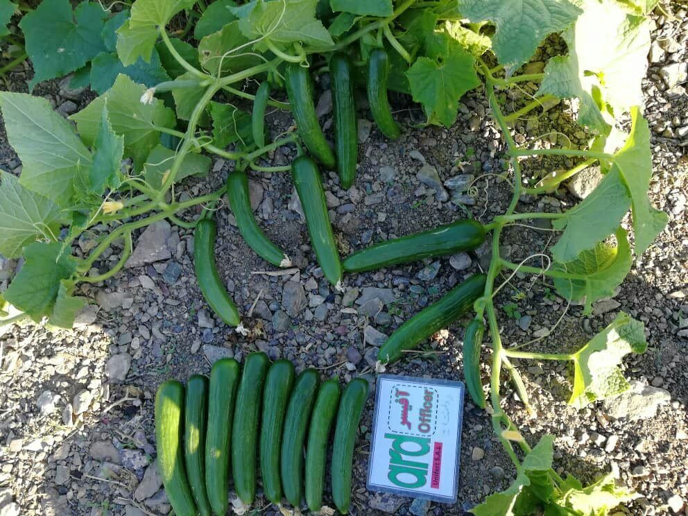 جامعترین نکات در مورد انتخاب بذر خیار مناسب برای فضای باز بذر خیار آفیسر کلوز