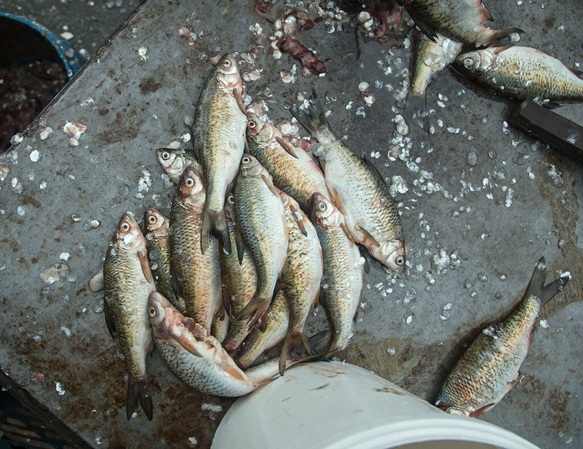 تصاویر| بازار ماهی فروشان بندر ترکمن