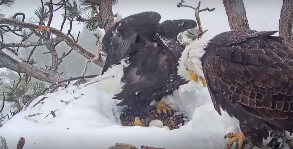فیلم| انتظار دو عقاب سرسفید در لانه برفی برای تولد جوجه‌ها