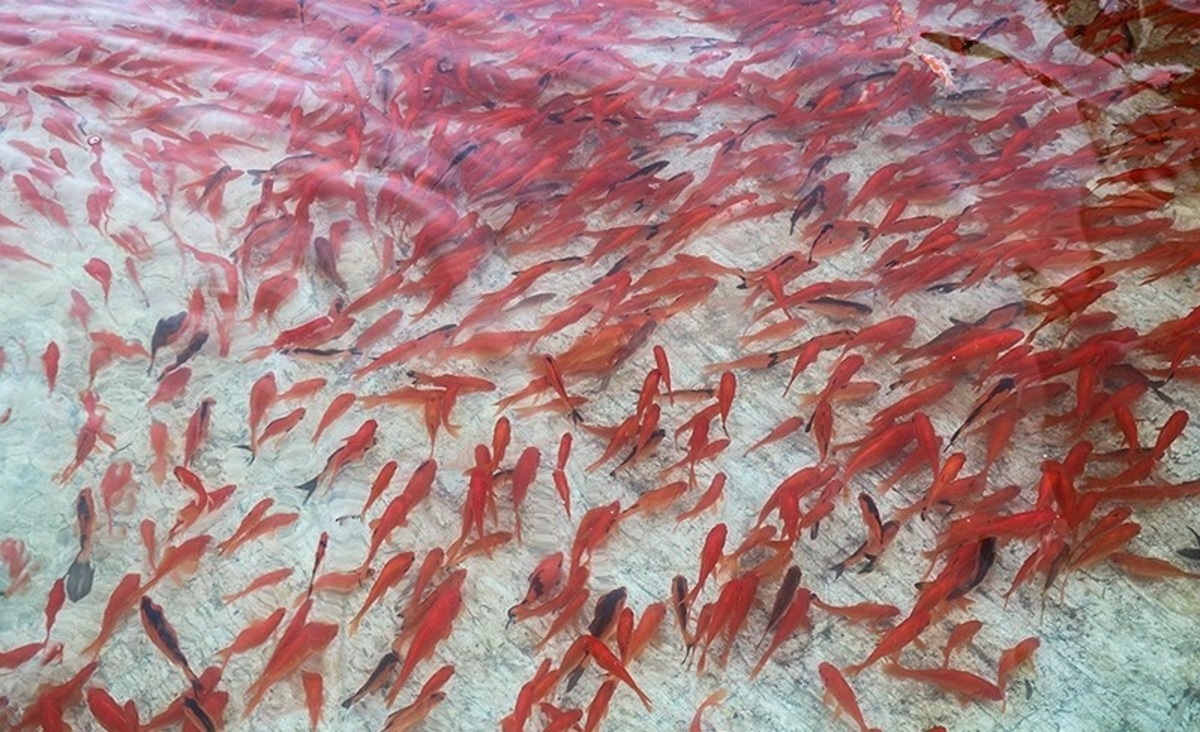 تصاویر| پرورش ماهی قرمز در گیلان