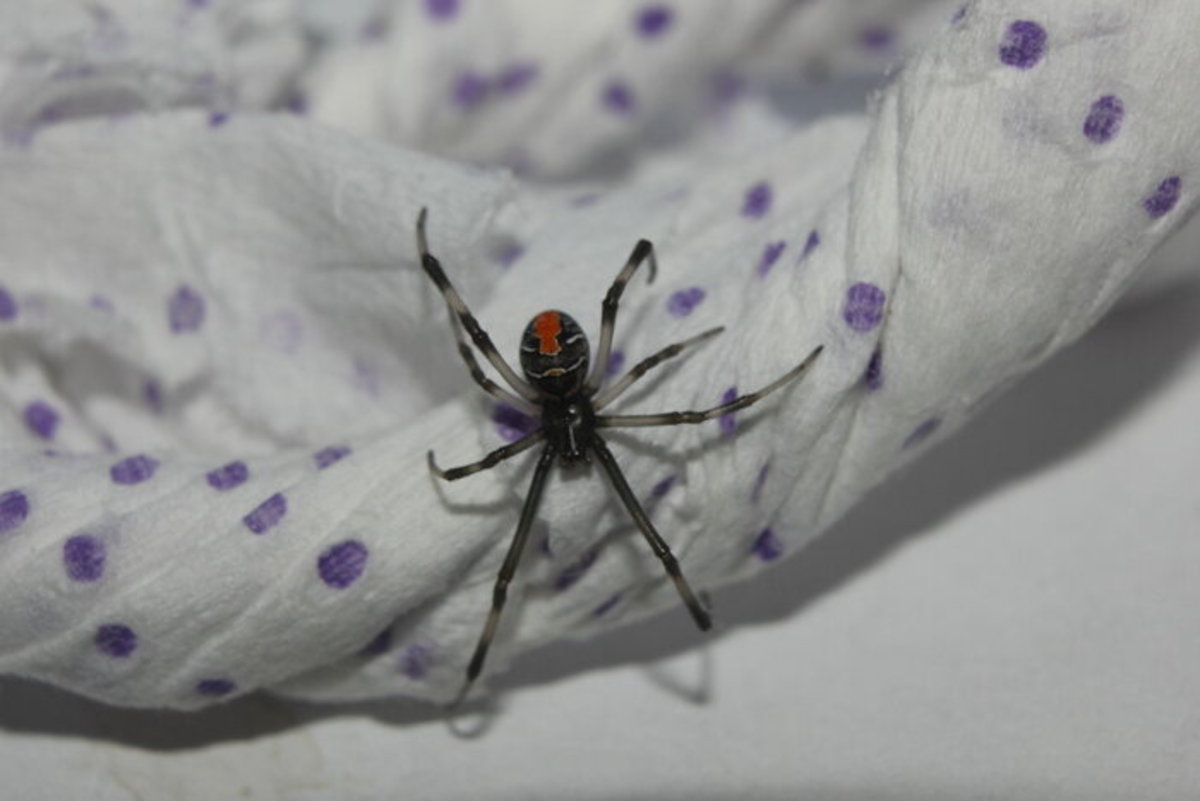 عکس| مشاهده عنکبوت بیوه سیاه در قشم