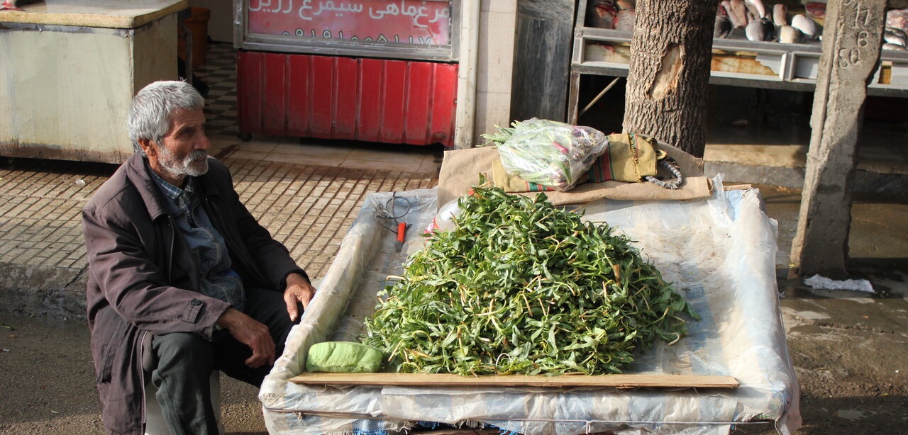 تصاویر| عطرگیاهان بهاری در کرمانشاه