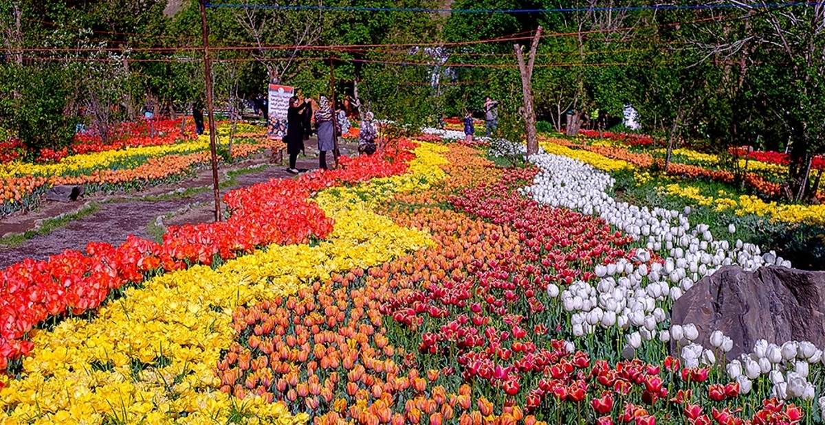 تصاویر| جشنواره گل‌های لاله آسارا