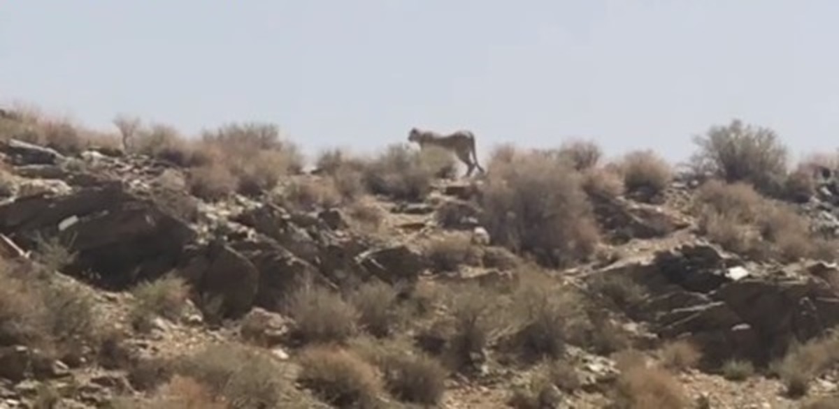 فیلم| مشاهده یوزپلنگ ایرانی در پارک ملی توران