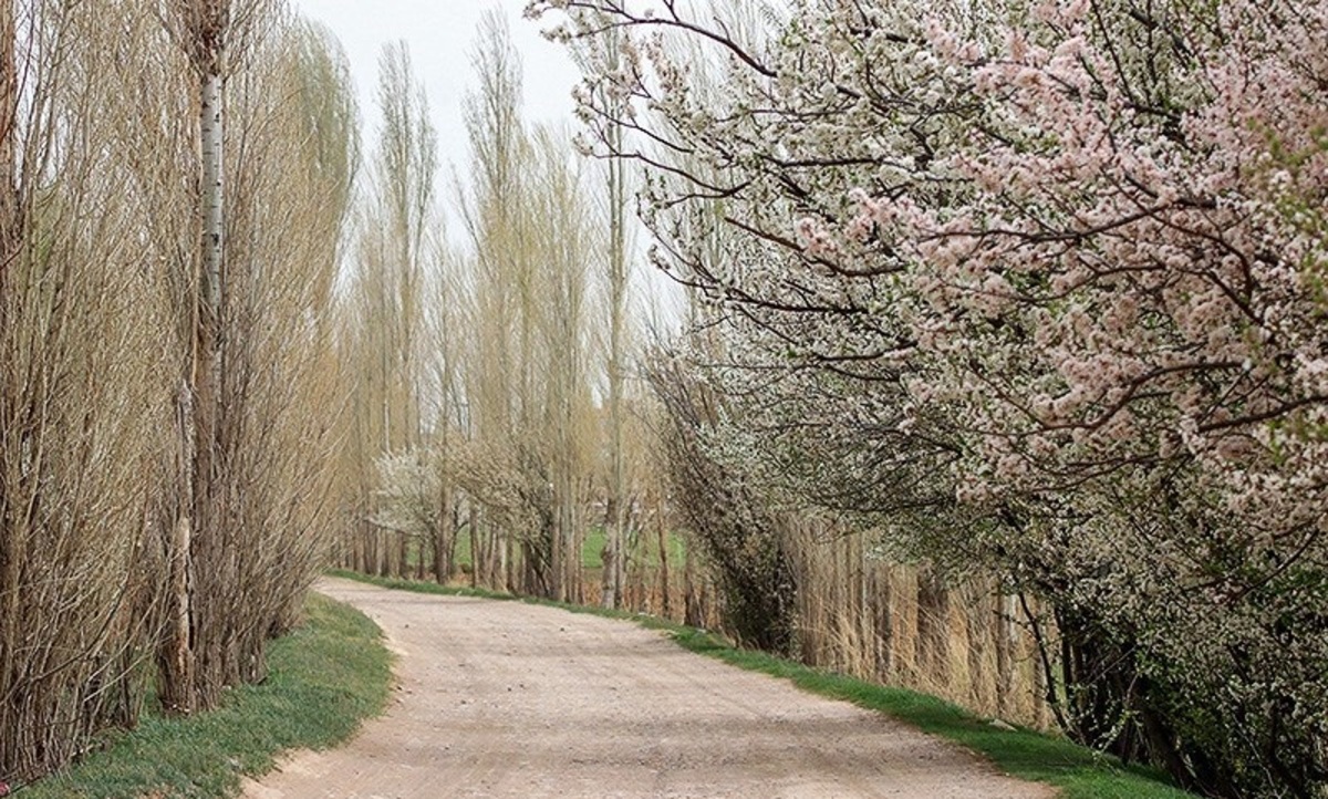 تصاویر| شکوفه‌های بهاری ابهر در زنجان