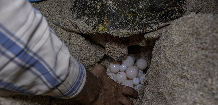 تصاویر| تخم گذاری لاک پشت پوزه عقابی در سواحل قشم