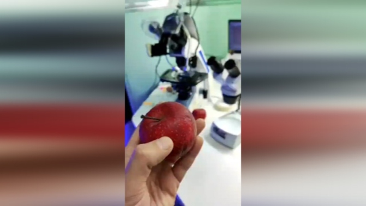فیلم| مشاهده سیب زیر میکروسکوپ