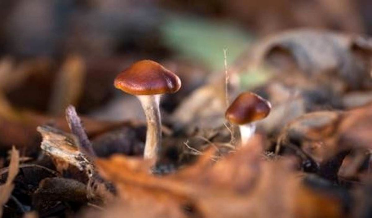 مسمومیت با قارچ‌های طبیعی را جدی بگیرید