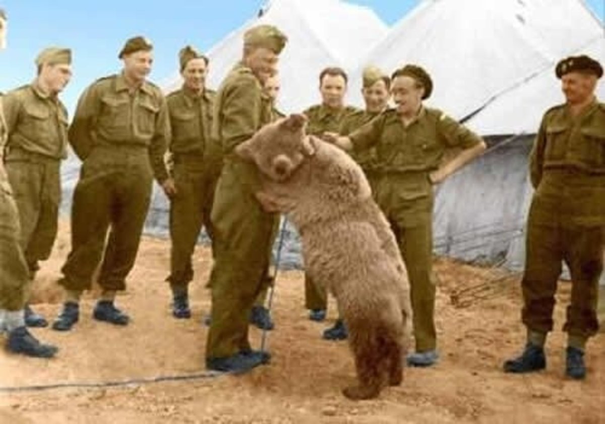 ماجرای خرس ایرانی که معروف‌ترین سرباز جنگ جهانی دوم بود