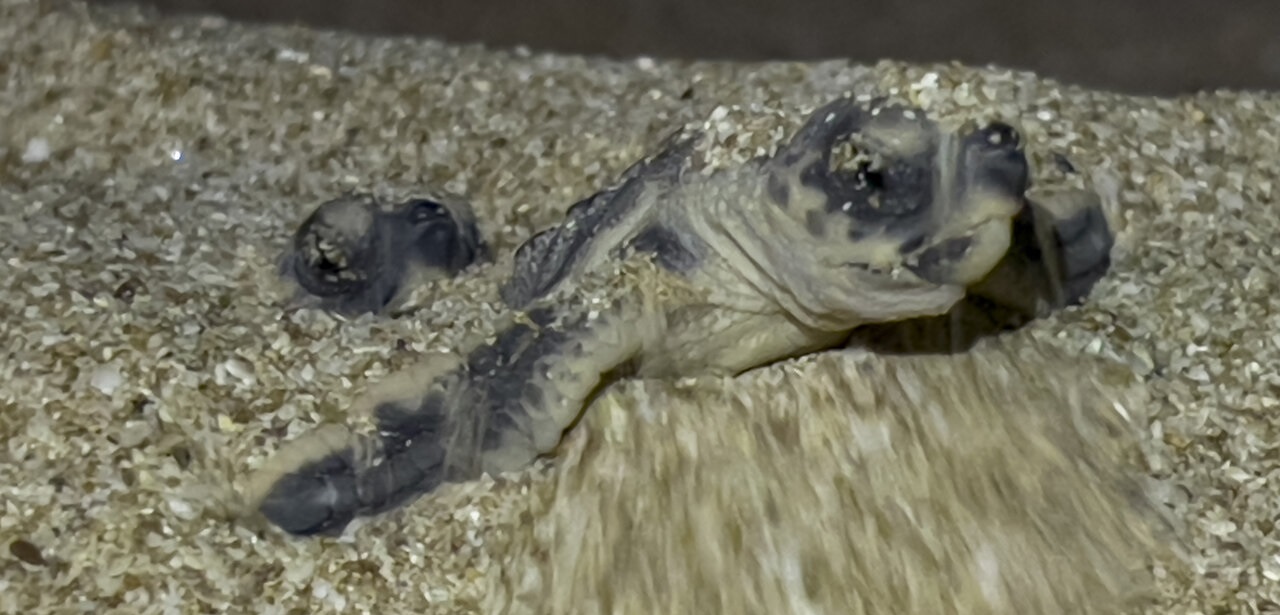 تصاویر| تولد اولین بچه لاک پشت‌ها در شیب دراز