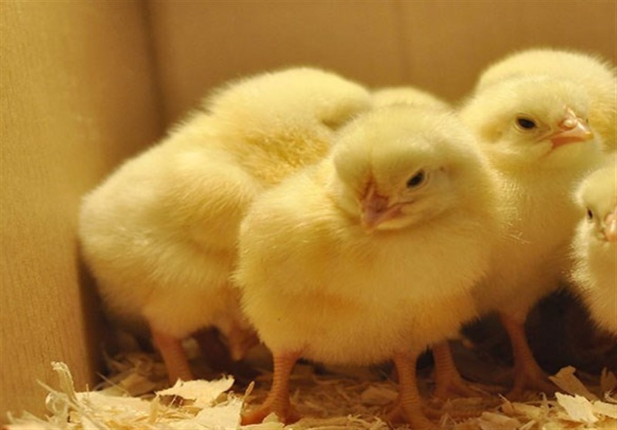 صادرات جوجه و تخم مرغ آزاد شد