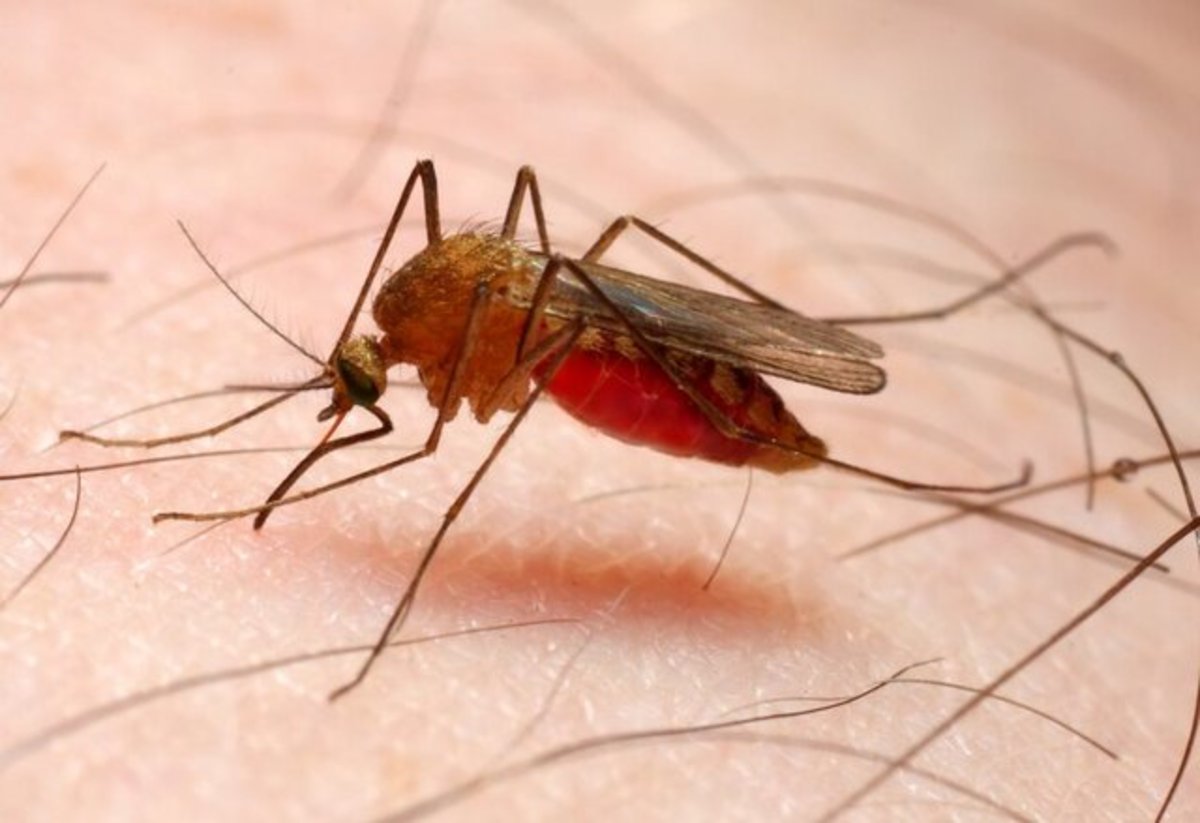 سازمان جهانی بهداشت به ایران برای «حذف مالاریا» گواهی می‌دهد؟