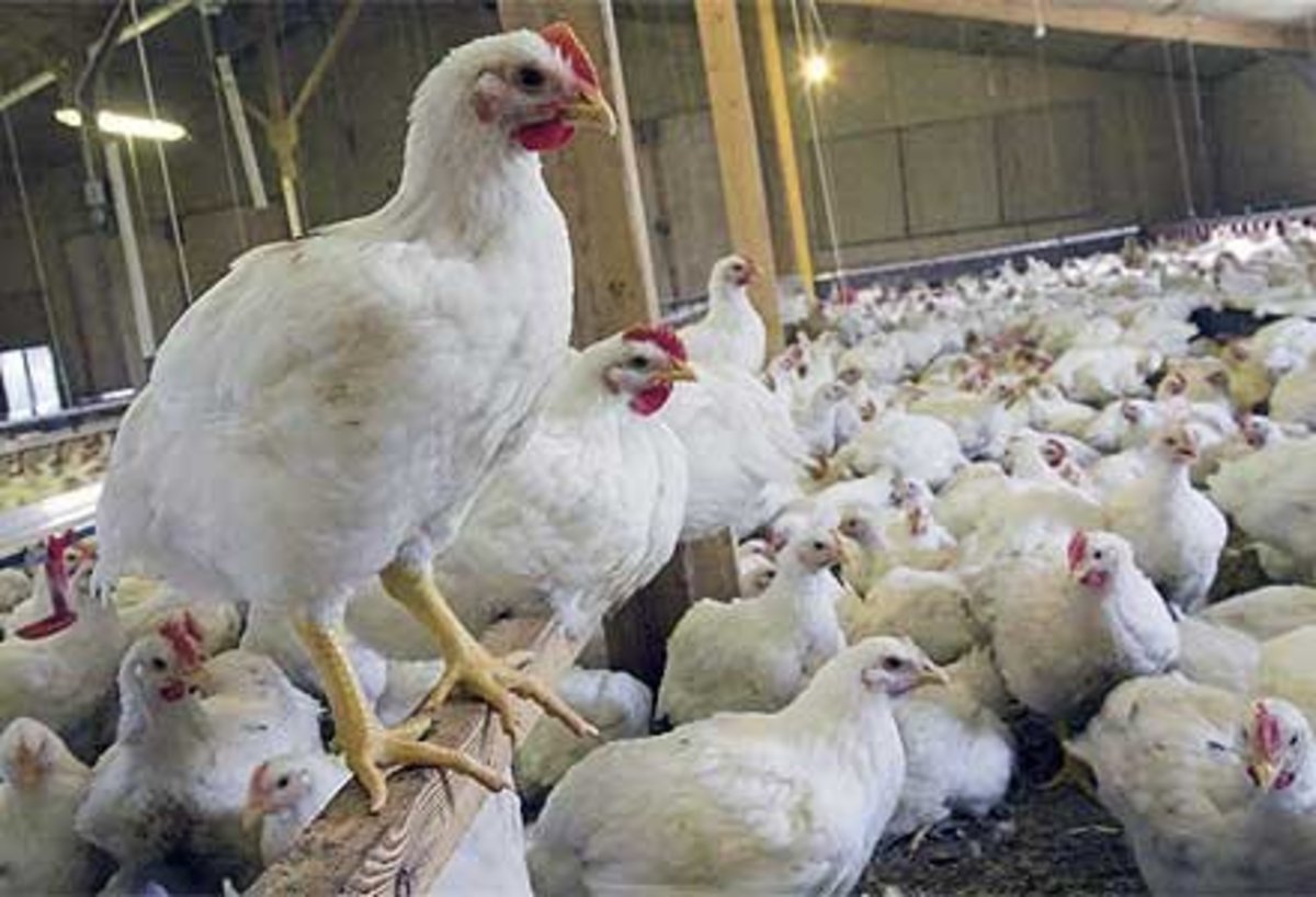 راه‌اندازی سامانه‌ برای توزیع مرغ