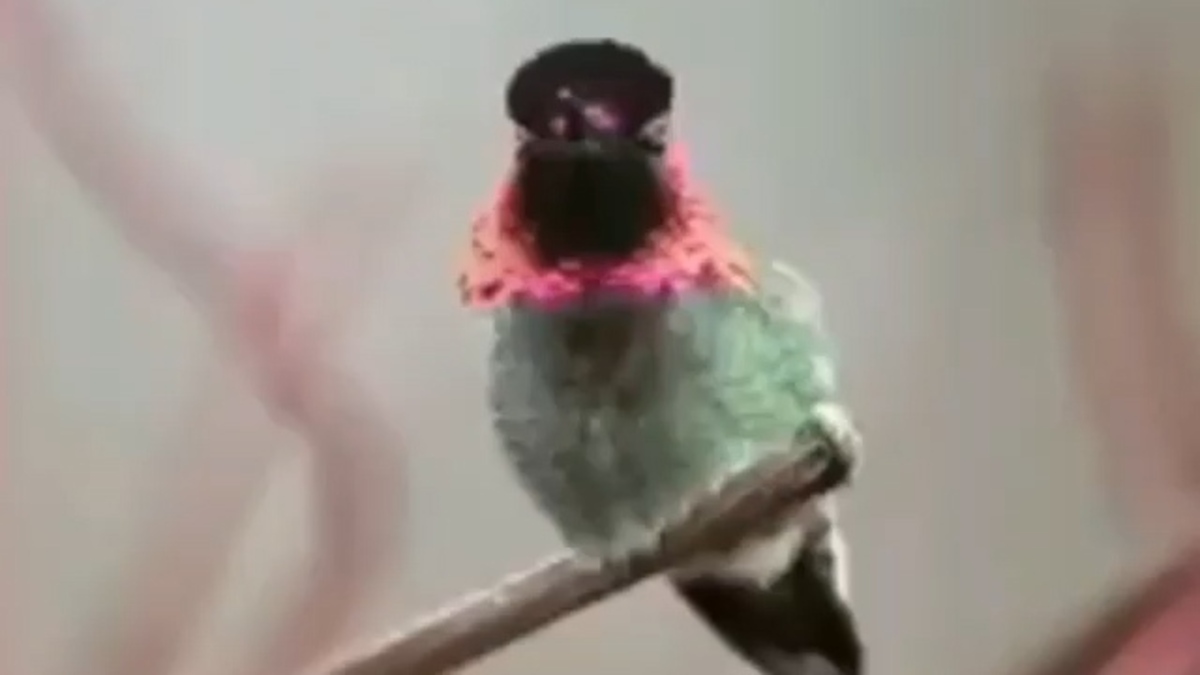 فیلم| پرنده‌ای با ۶۲ رنگ