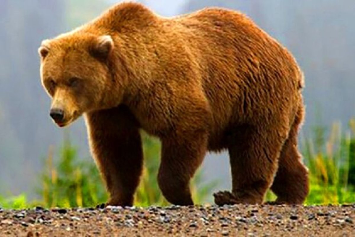 جزای مقصر تلف شدن یک خرس در نمین