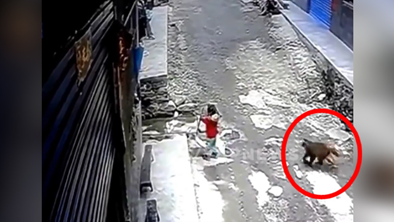 فیلم| حمله میمون به یک دختربچه سه ساله