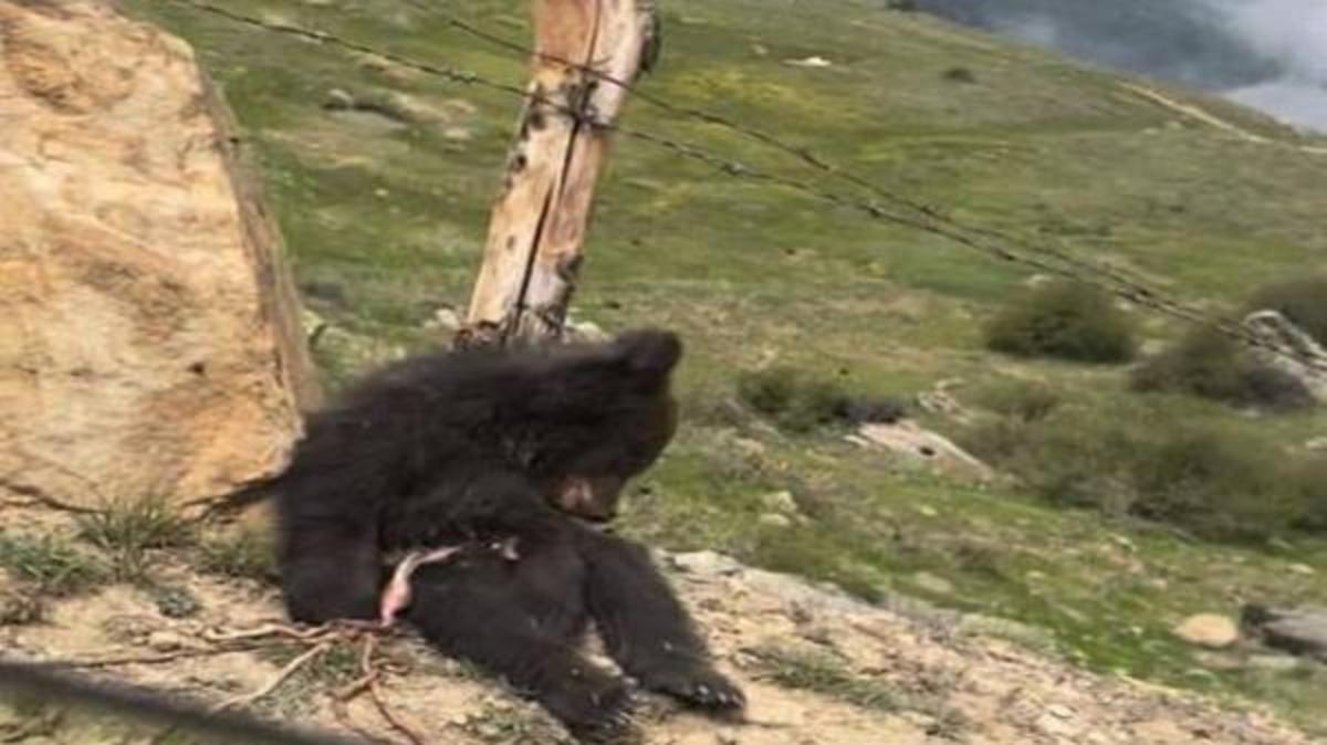 کشته شدن یک خرس قهوه‌ای در آمل