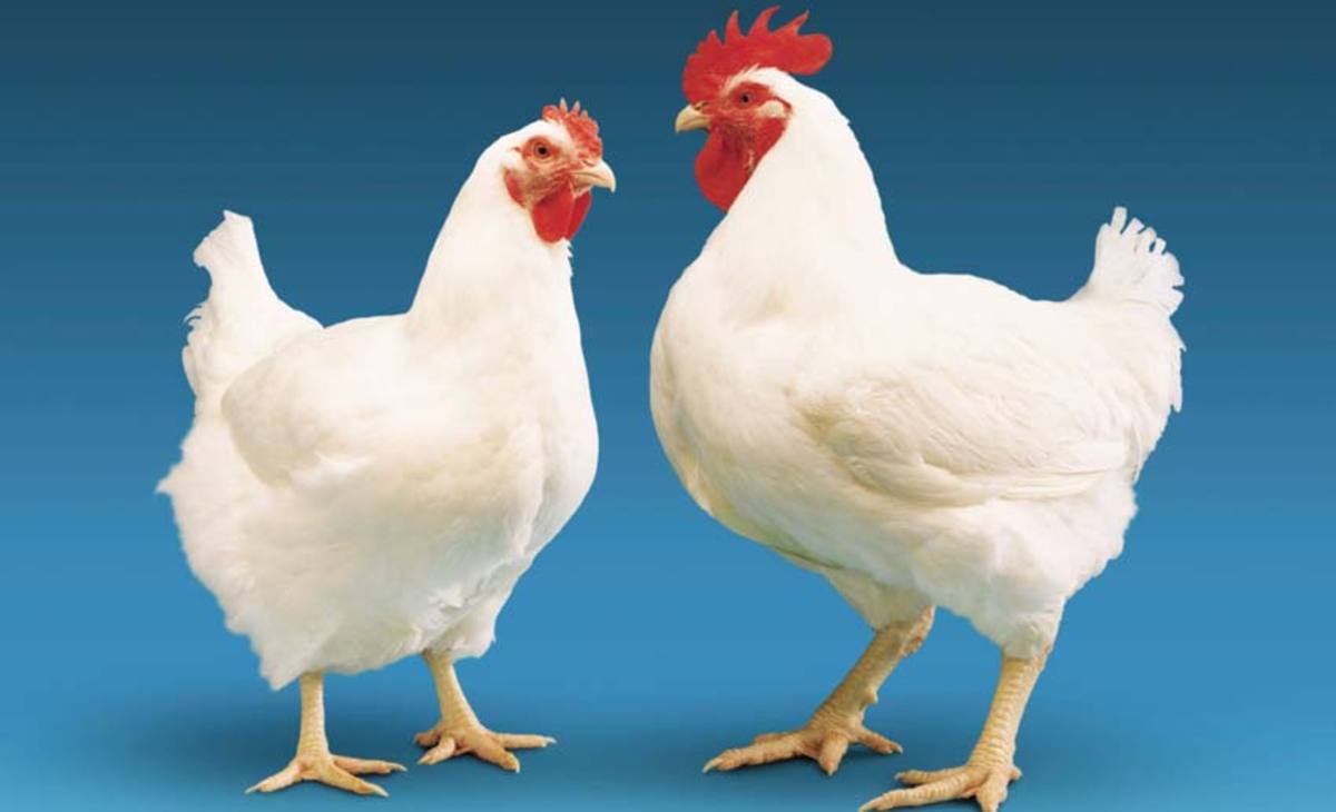 ماجرای تزریق هورمون به مرغ‌ها چیست؟
