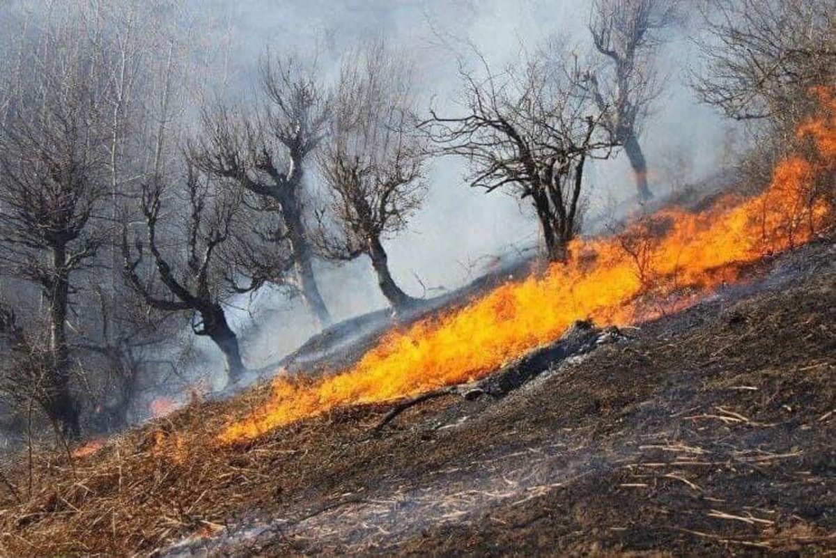 فیلم| آتش‌سوزی جنگل‌های نورستان درپی نزاع میان‌گروهی طالبان