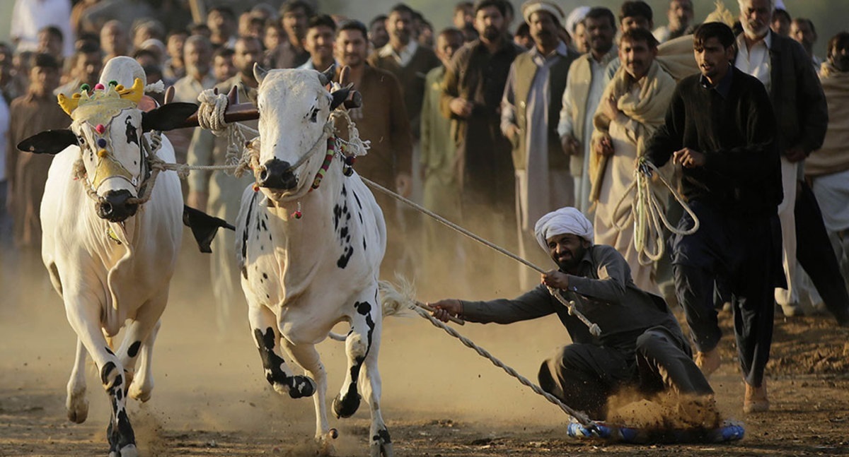 فیلم| مسابقه گاوبازی سنتی در پاکستان