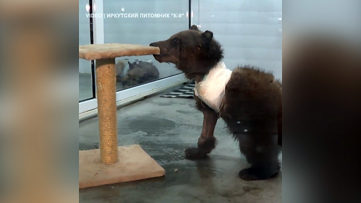 فیلم| نجات یک توله خرس زخمی