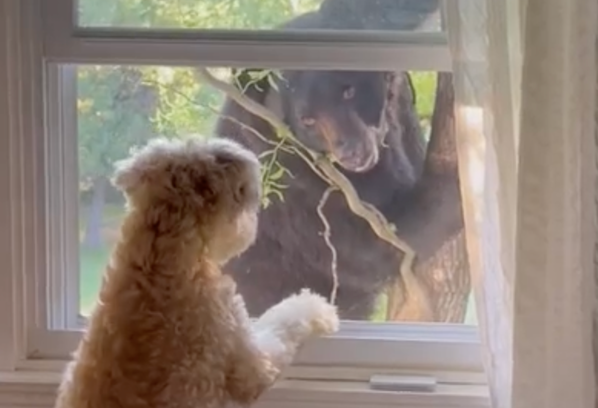 فیلم| ملاقات غیرمنتظره سگ خانگی با خرس