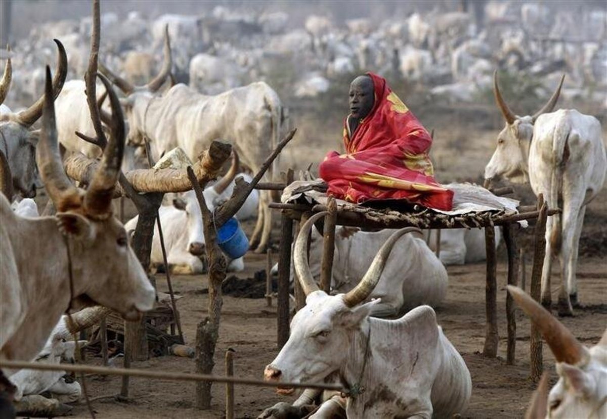 حکم حبس برای یک گاو در سودان جنوبی