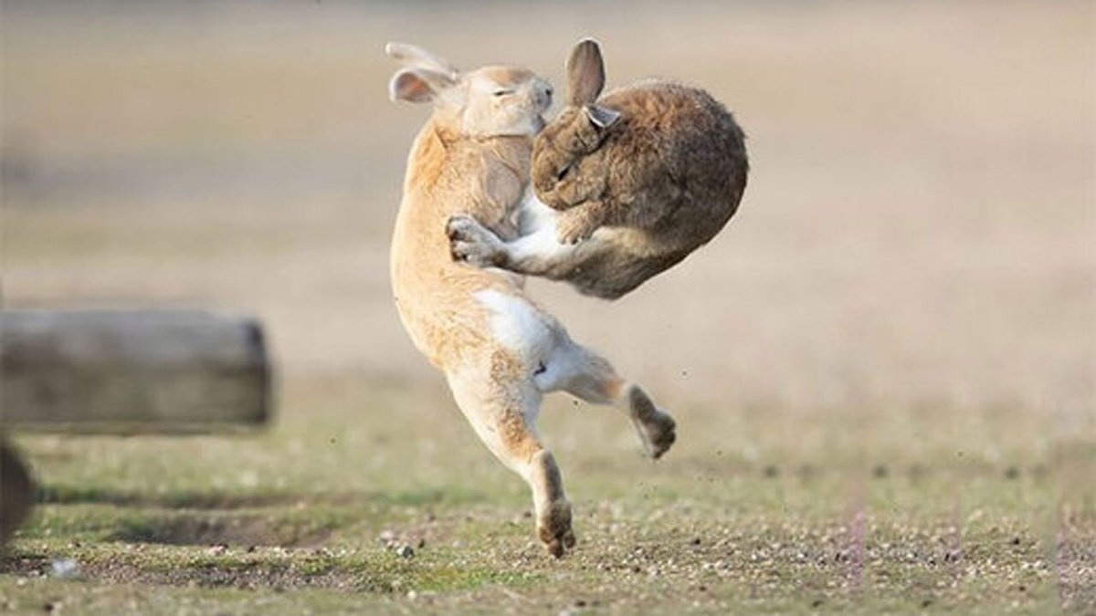 فیلم| مبارزه خنده‌دار ۲ خرگوش