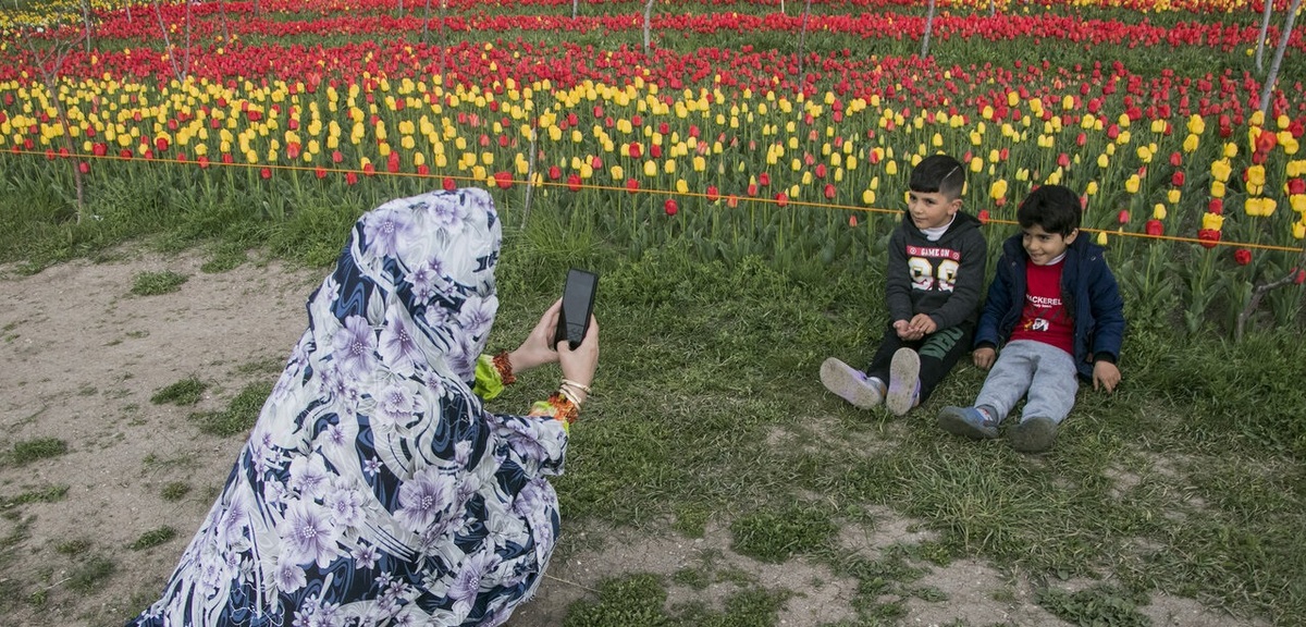 تصاویر|  مزرعه لاله در روستای اسپره خون تبریز