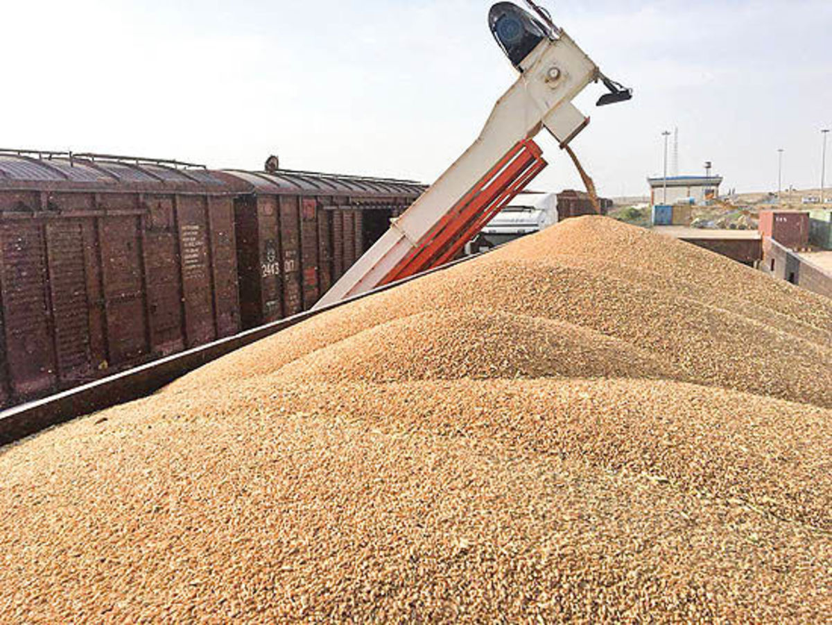 مجوز واردات گندم توسط بخش خصوصی صادر شد