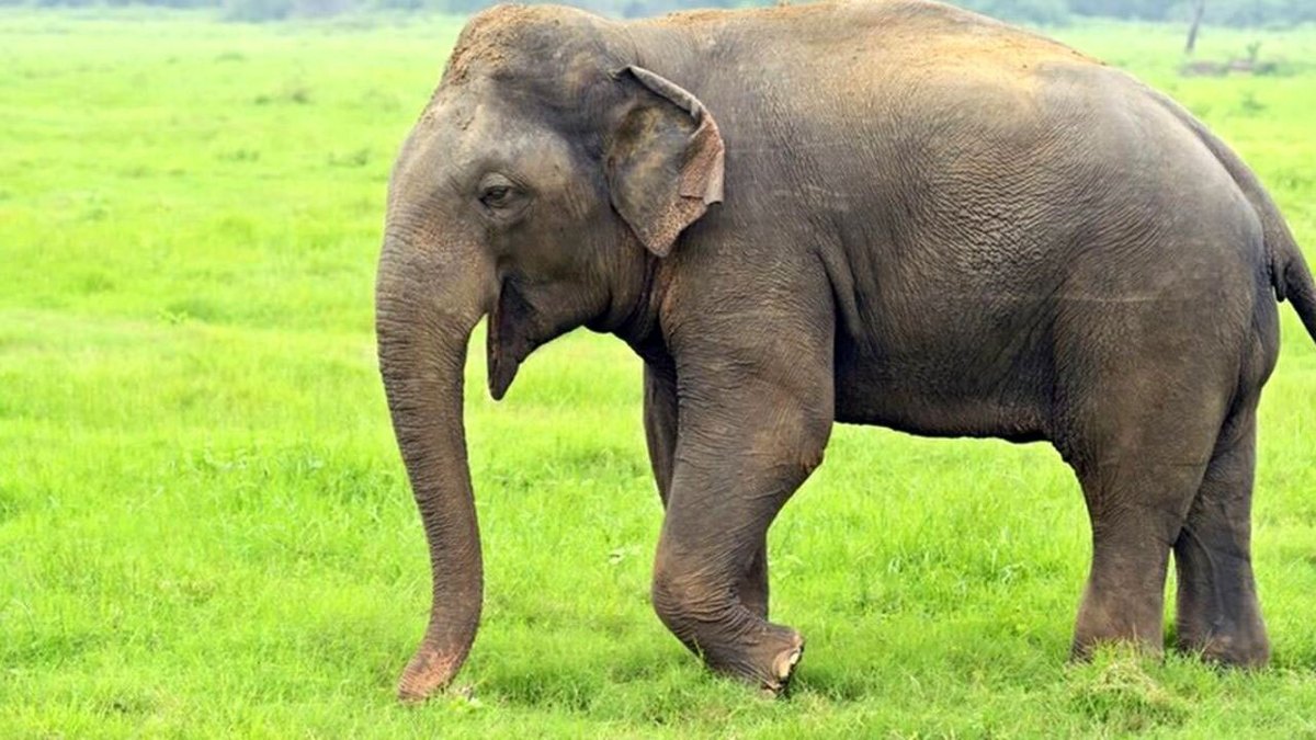 فیلم| برخی از ویژگی‌های فیل که شاید نمی‌دانستید