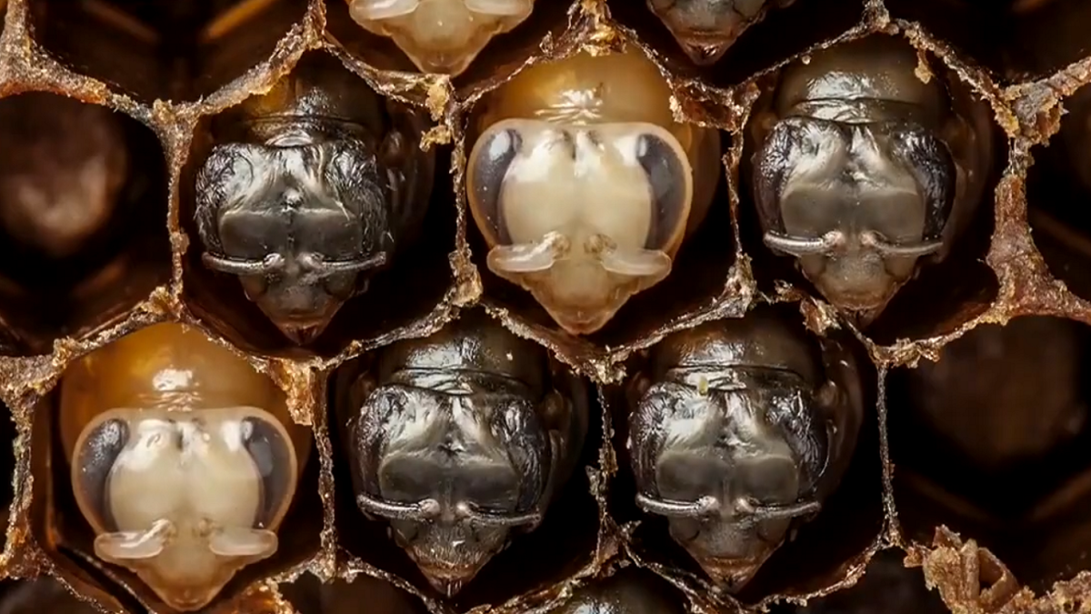 فیلم| تایم لپس تولد و رشد زنبور