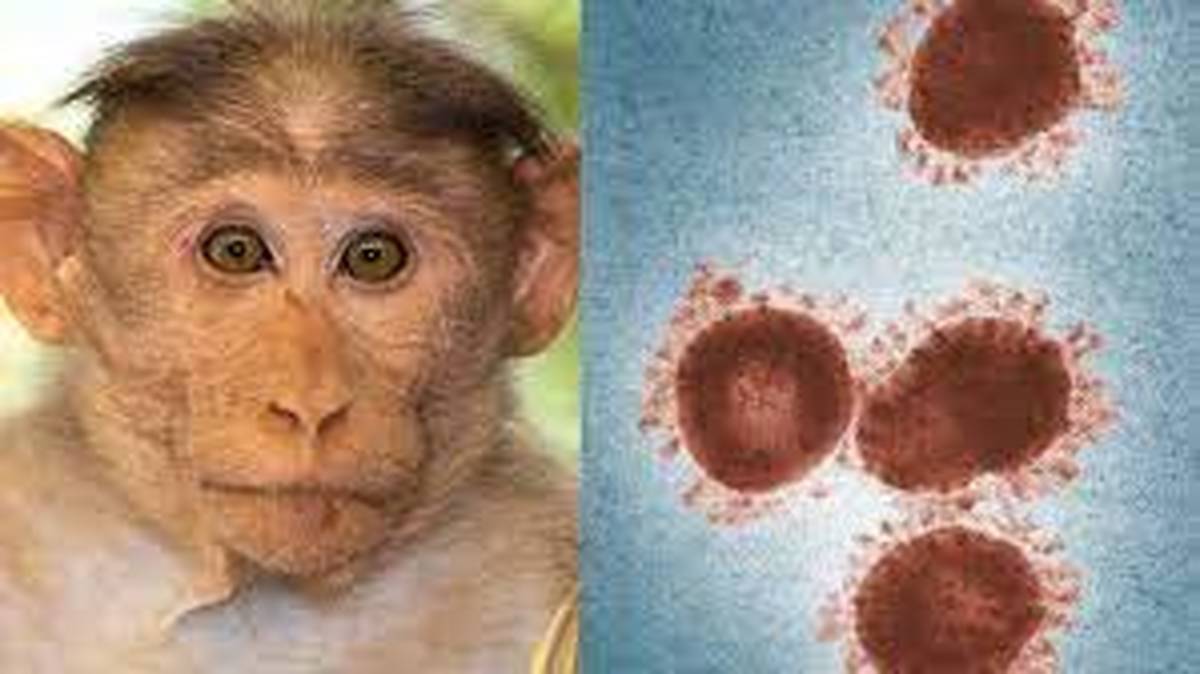 شناسایی 6 بیمار مشکوک به آبله میمون در کشور