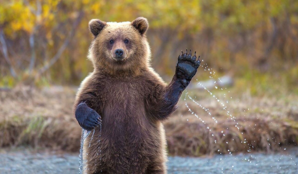 فیلم| خرس قهوه‌ای جواب سلام را چگونه داد!