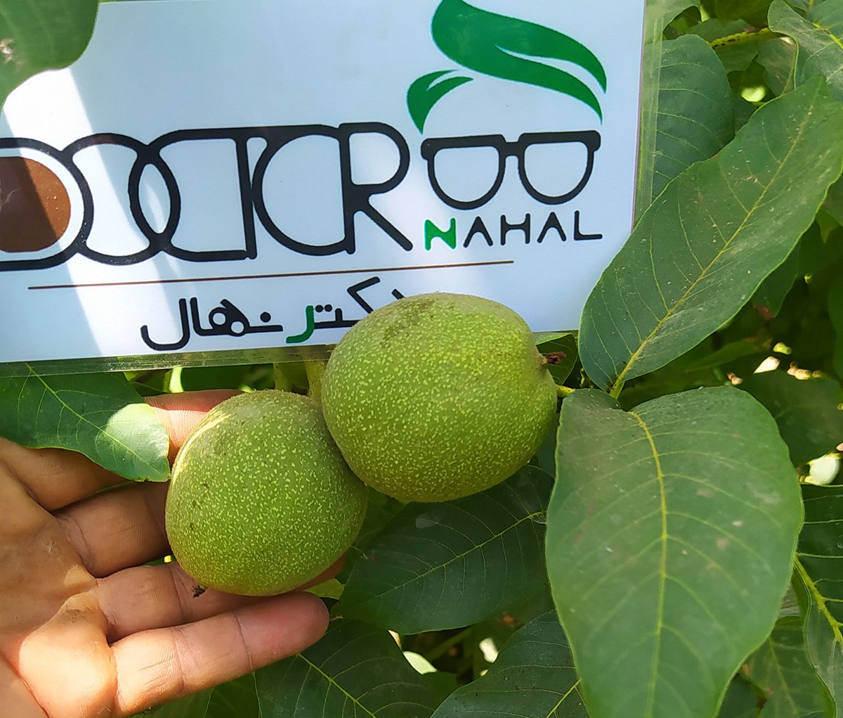 خرید پربارترین نهال گردوی مناسب مناطق معتدل خرید پربارترین نهال گردوی مناسب مناطق معتدل