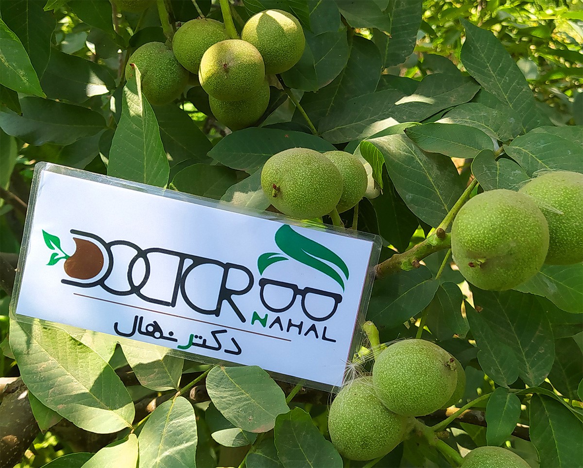 خرید پربارترین نهال گردوی مناسب مناطق معتدل خرید پربارترین نهال گردوی مناسب مناطق معتدل