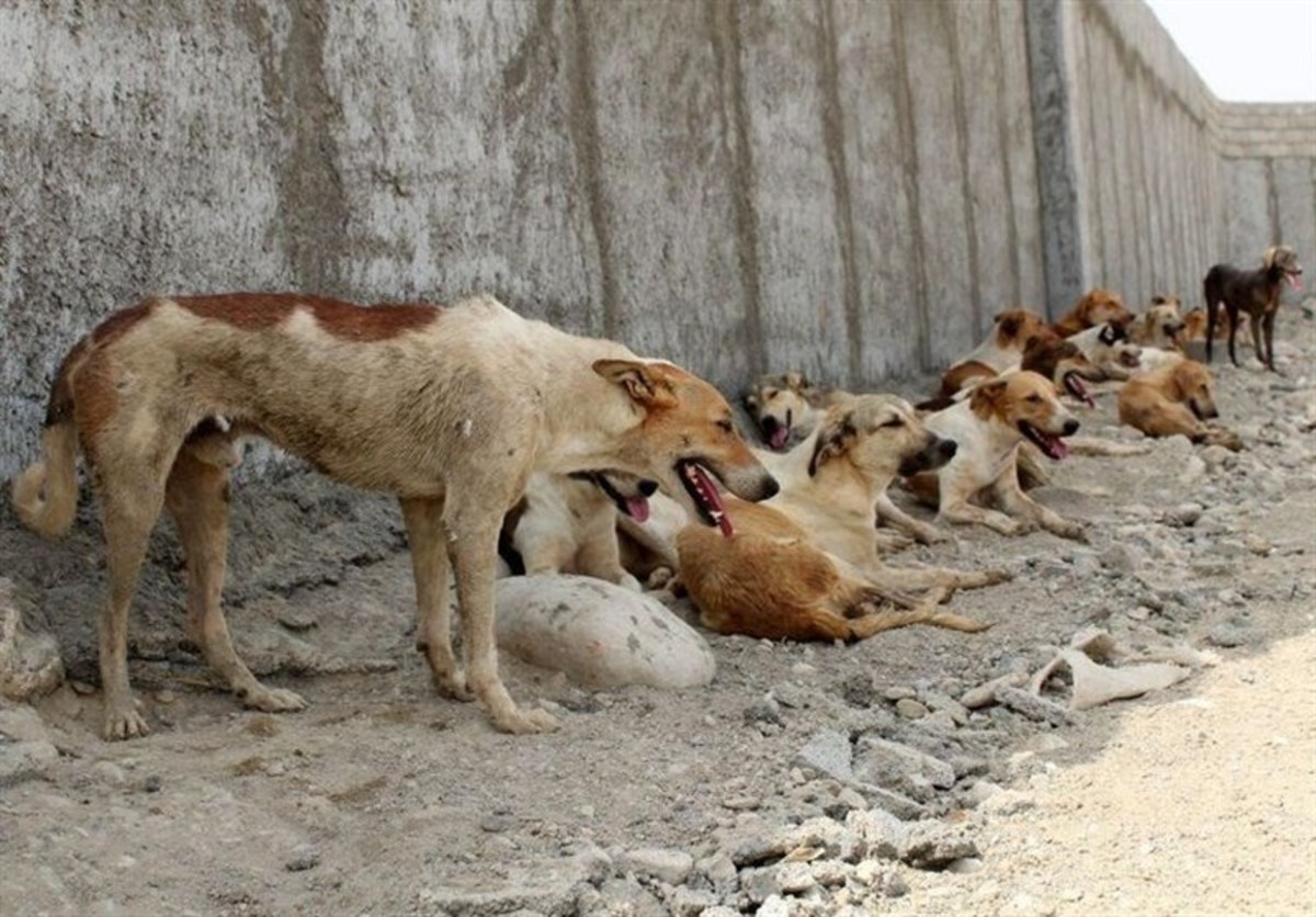 حمله دوباره سگ‌های ولگرد به کوکی در دامشهر قم / پسربچه ۶ ساله جان باخت