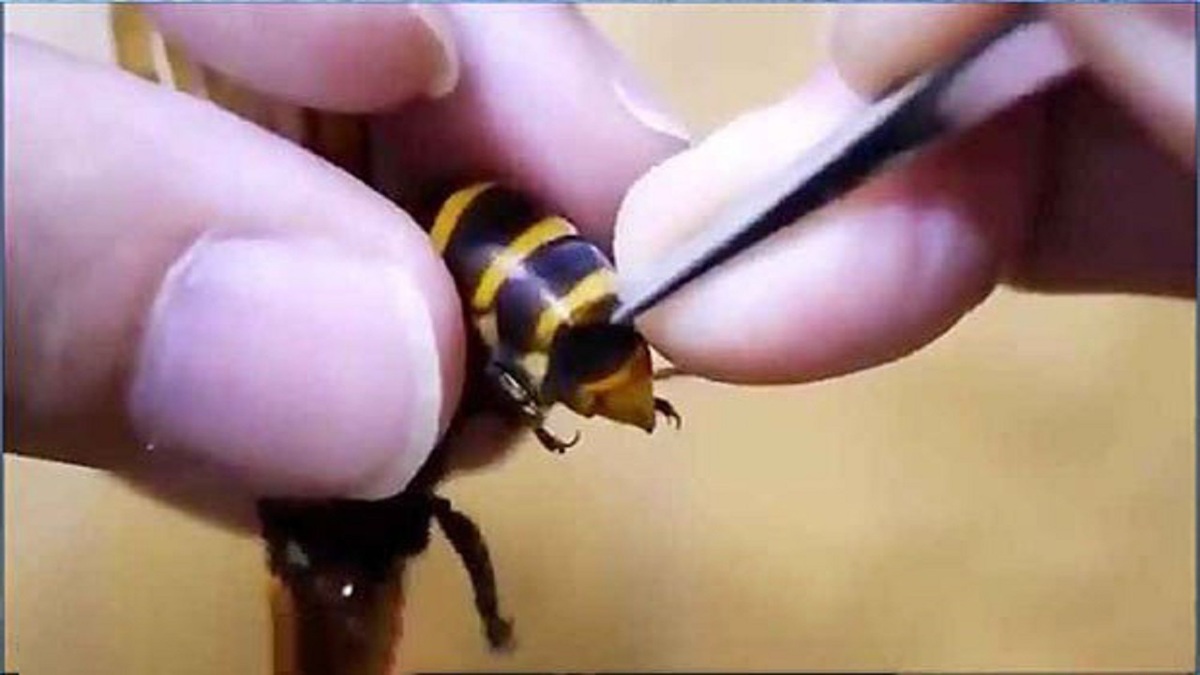 فیلم| لحظه خارج کردن انگل از معده زنبور