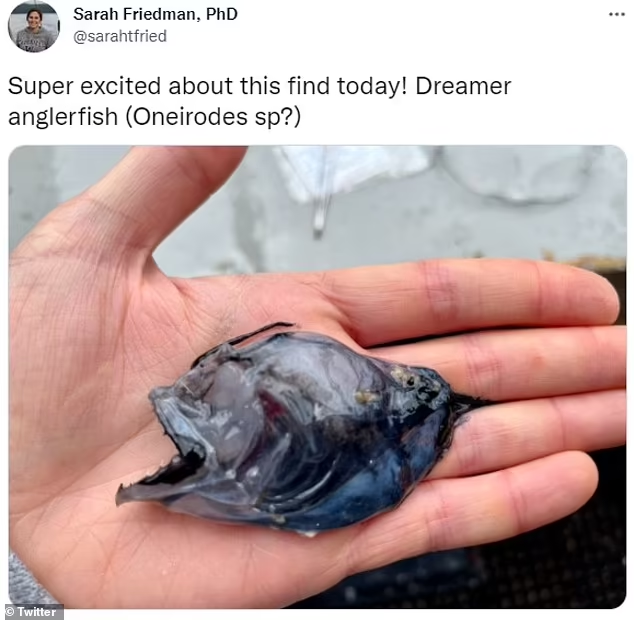 عکس| کشف ماهی نادر و عنکبوت دریایی بزرگ