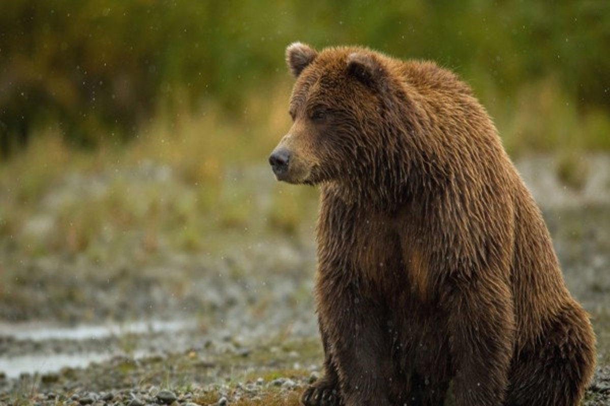 لاشه دو خرس قهوه‌ای در مرودشت پیدا شد